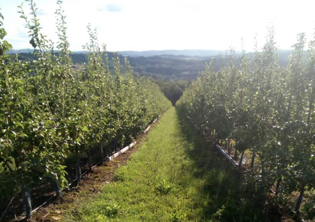 Због два прскања пропаде цео род